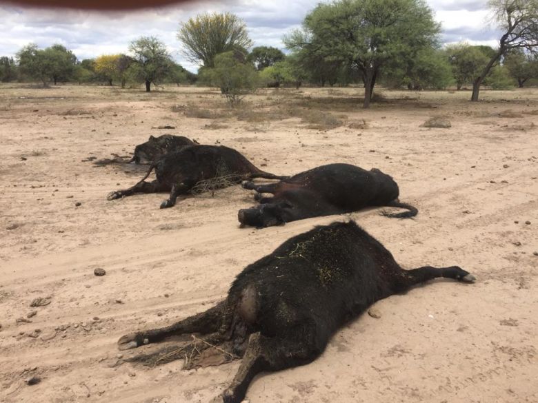 Panorama desolador viven los productores en San Luis 