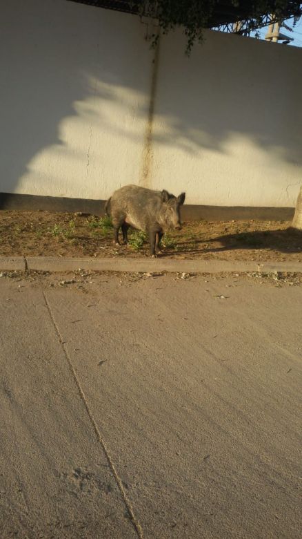 Los jabalíes llegaron a la ciudad por los incendios y la desforestación