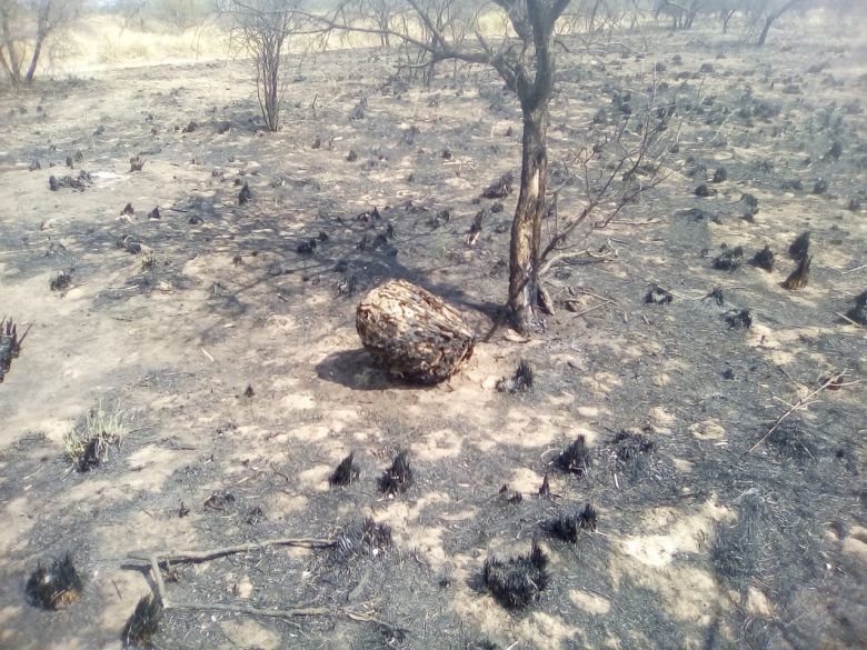 El INTA traza estrategias para recuperar los campos incendiados