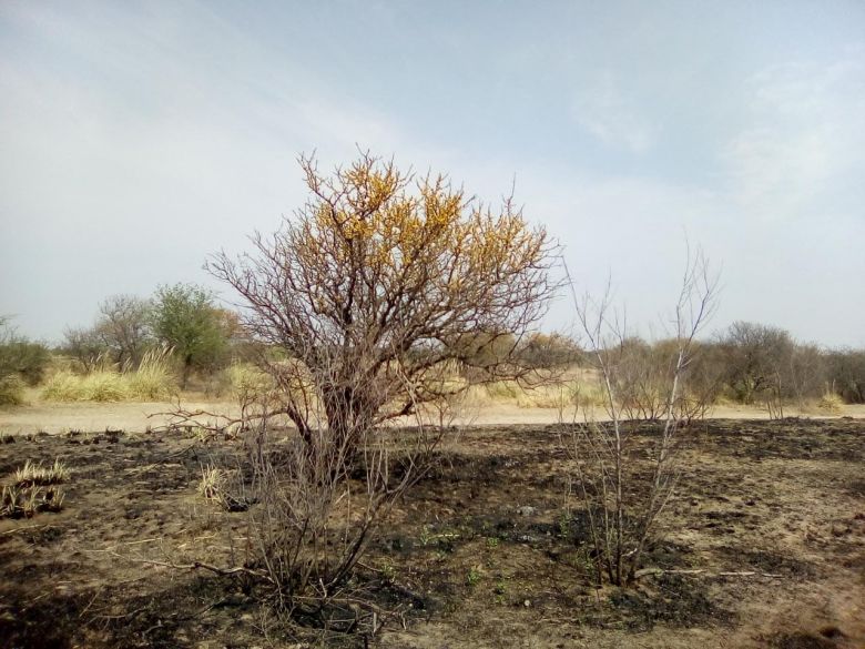 El INTA traza estrategias para recuperar los campos incendiados