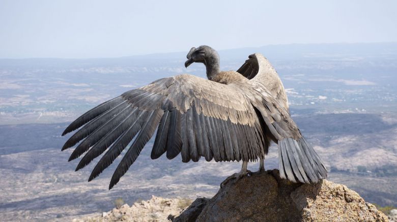 Un cóndor andino vuela nuevamente por el cielo de las Altas Cumbres