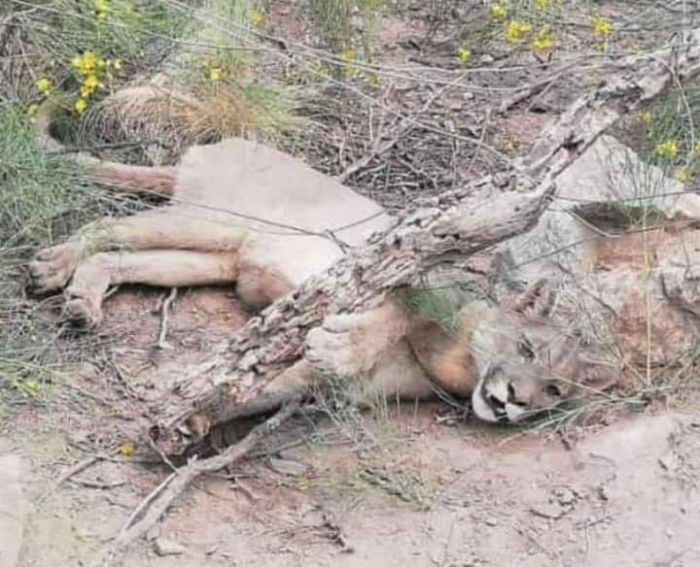 Así rescataron bomberos a un puma que huía del fuego