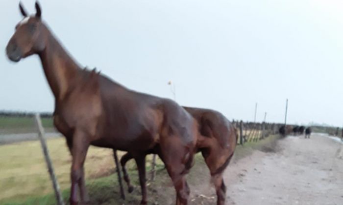 Caballos voladores durante la tormenta en un campo ubicado al sur de Río Cuarto