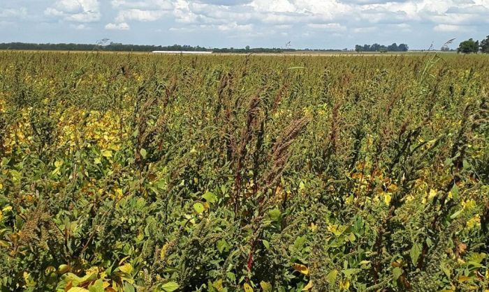 Un rescate rápido para evitar que las malezas usurpen los lotes