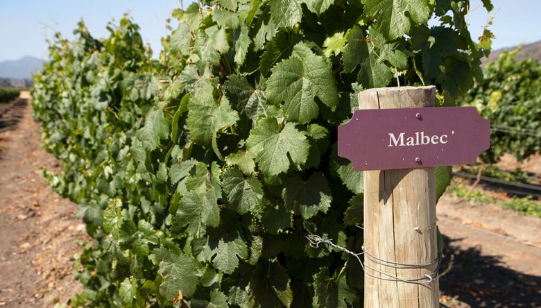 El vino malbec está en problemas