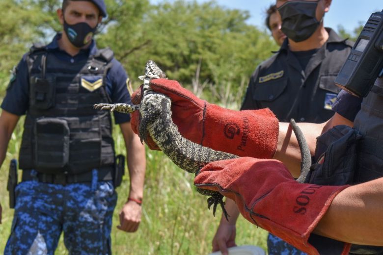 Mascotismo, una amenaza a la fauna silvestre