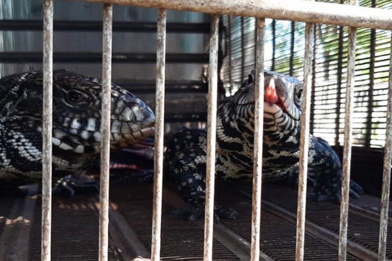 Policía Ambiental rescató 57 animales silvestres en La Carlota