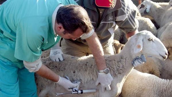 Los médicos veterinarios de la provincia de Córdoba serán vacunados contra el Covid-19