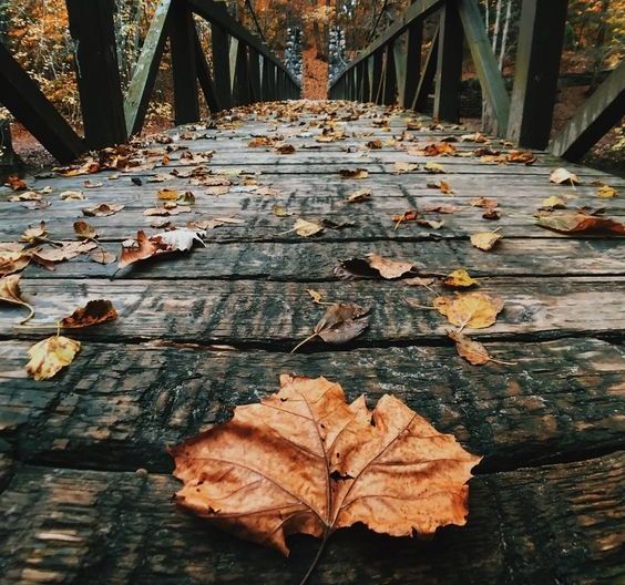 El otoño se vive en su máxima expresíón