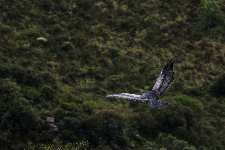 Liberaron 43 aves recuperadas del tráfico ilegal y la tenencia en cautiverio