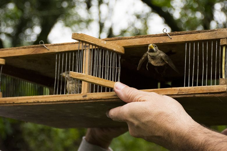 Liberaron 43 aves recuperadas del tráfico ilegal y la tenencia en cautiverio