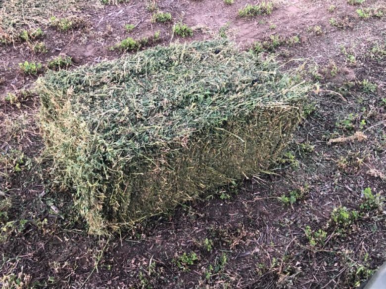 Una empresa familiar de Río Cuarto compacta fardos de alfalfa y exportan a Uruguay y Aruba