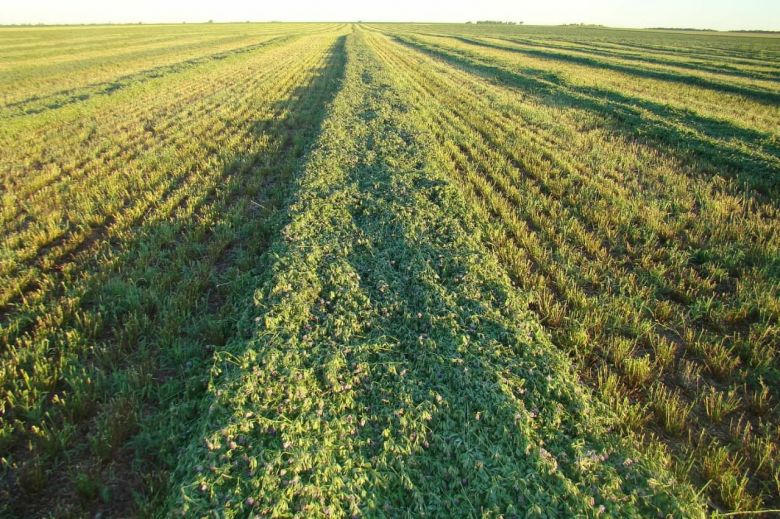 Una empresa familiar de Río Cuarto compacta fardos de alfalfa y exportan a Uruguay y Aruba