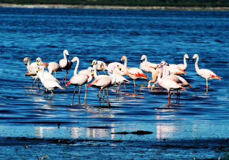 Avanzan los trámites para que Miramar de Ansenuza sea parque nacional