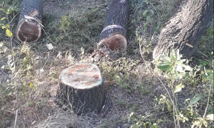  Malestar de vecinos por tala de árboles y captura de fauna autóctona en la reserva Chocancharava