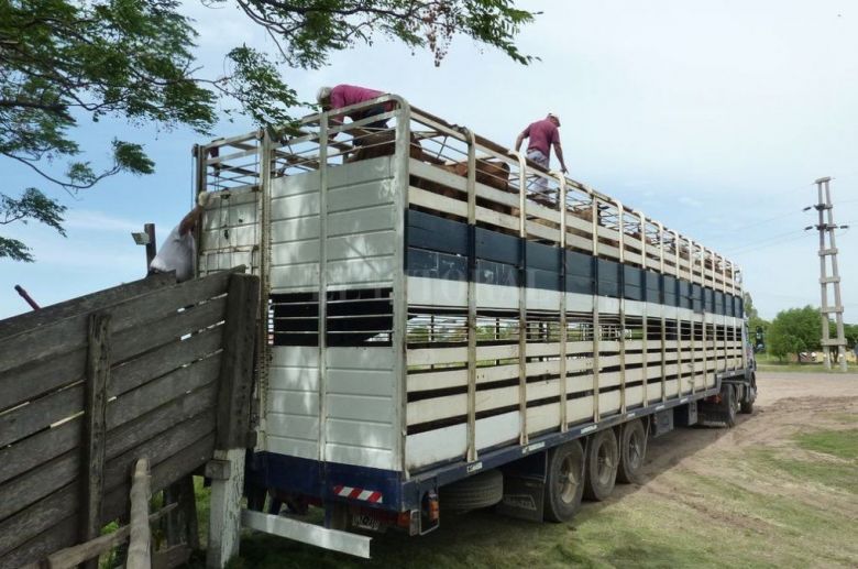 El campo va al cese de comercialización de hacienda desde 20 al 28 de mayo