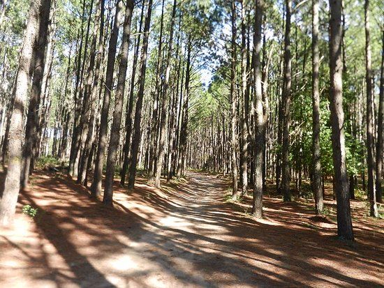 Desde el Municipio de Alpa Corral dijeron que los pinos fueron plantados para ser talados 