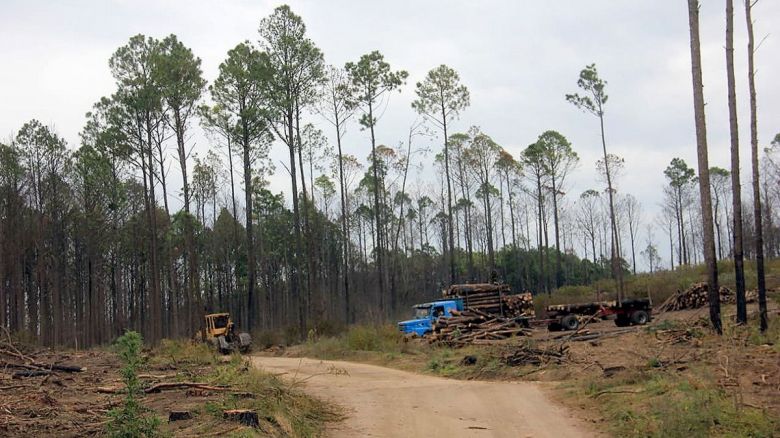 Extracción de pinos en Alpa Corral: conformaron una mesa de trabajo para monitorear el proceso