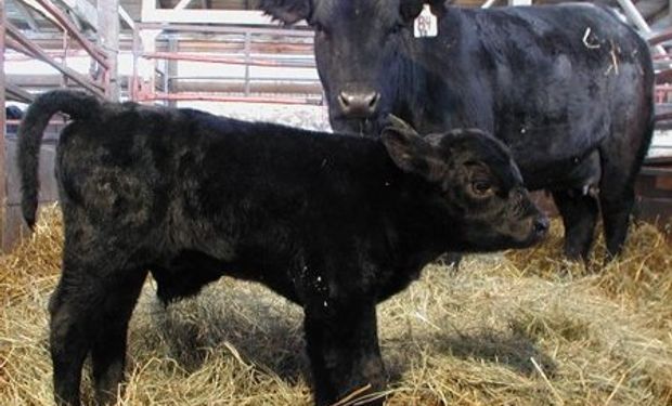 Una página como la de Mercado Libre, pero para genética bovina genera puestos de trabajo en la ciudad