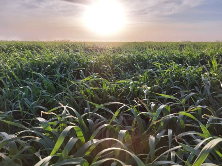 Quaker está feliz: Se intensificó la siembra de avena en la zona de Río Cuarto