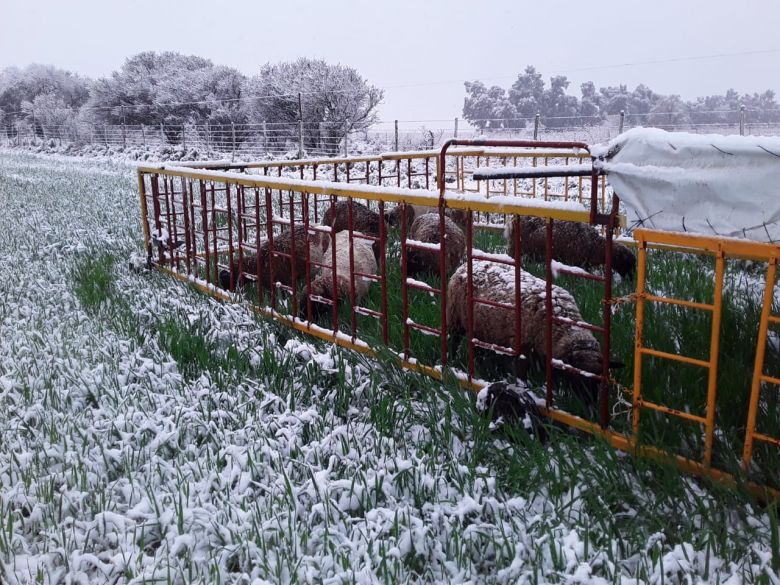 Después de 14 años nevó en Río Cuarto 