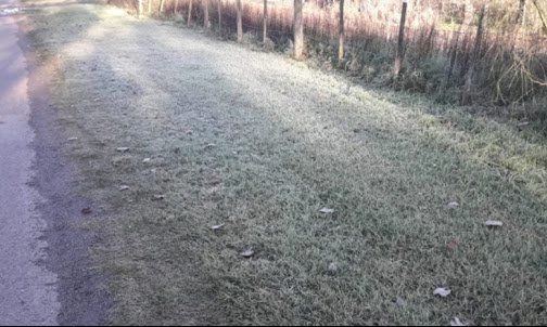 Las bajas temperaturas no dañaron los cultivos en Río Cuarto y zona