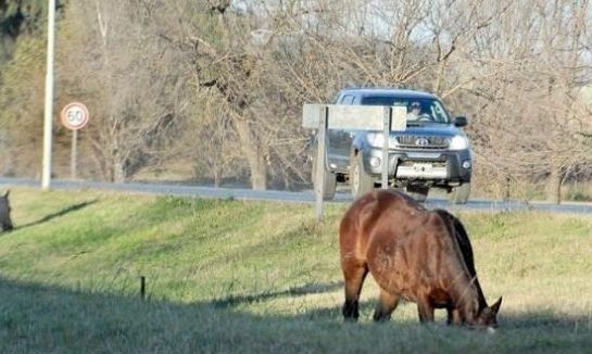 A dos años de la muerte de Matías Abraham: denuncian que hay caballos sueltos en la ruta A005