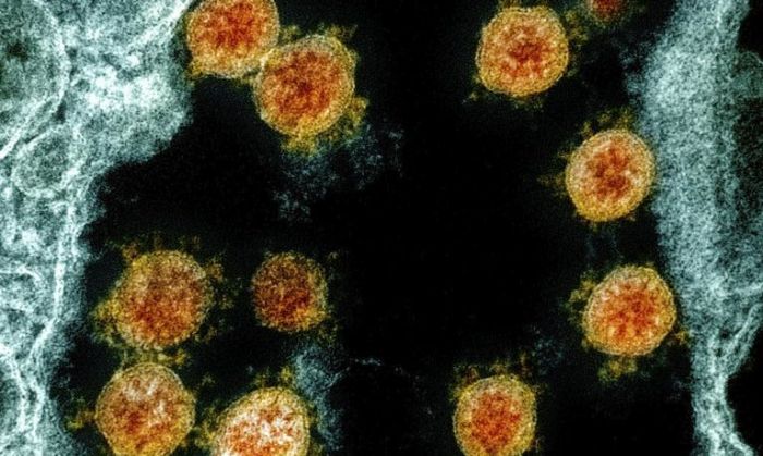 Descubren la molécula que permite al coronavirus entrar a las células