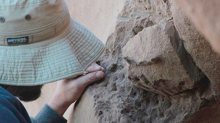 En Argentina, descubrieron los fósiles de las aves voladoras más gigantescas de todos los tiempos