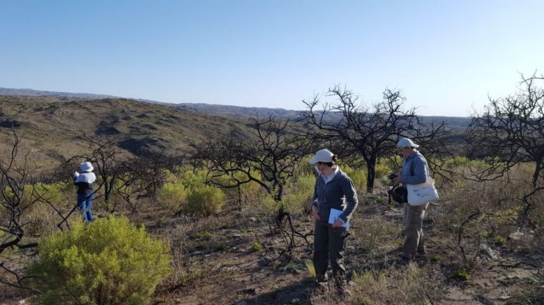 Vuelve a brotar la vegetación quemada por los incendios en Las Albahacas