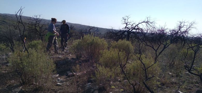 Vuelve a brotar la vegetación quemada por los incendios en Las Albahacas