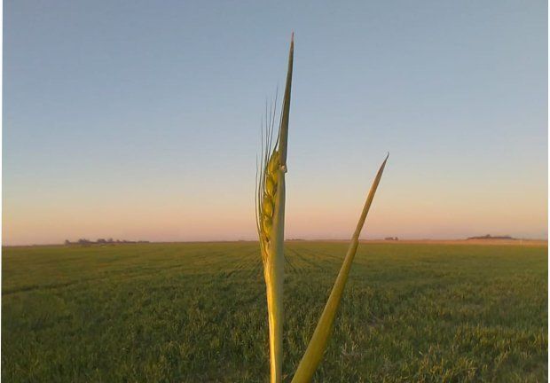 Móvil Potrero en lotes de trigos encañados. “Hay que proteger y recorrer los lotes, las lluvias pueden traer enfermedades”