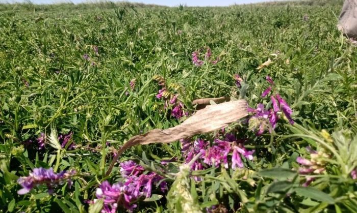 Cristian Álvarez: Las pasturas como parte del sistema integral de manejo de los establecimientos