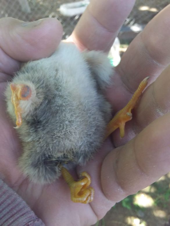 Nació un pollito de tres patas en Ucacha