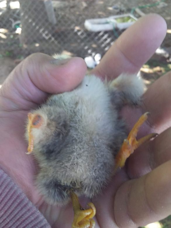 Nació un pollito de tres patas en Ucacha