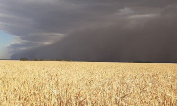 Elena tuvo una lluvia de 110 milímetros de golpe y los canales recibieron arrastre de rastrojo de los campos