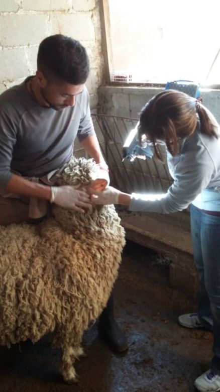 Con un implante que se coloca en las orejas de ovinos y caprinos logran mayor índice de preñez