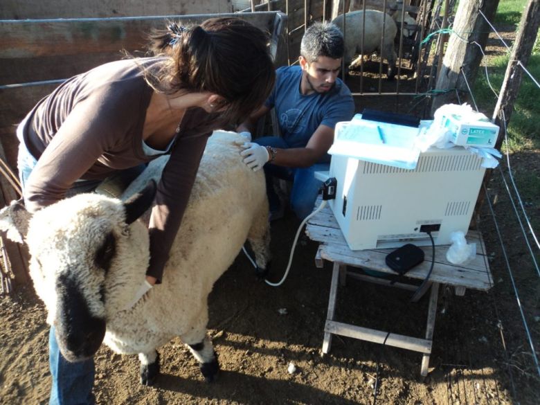 Con un implante que se coloca en las orejas de ovinos y caprinos logran mayor índice de preñez