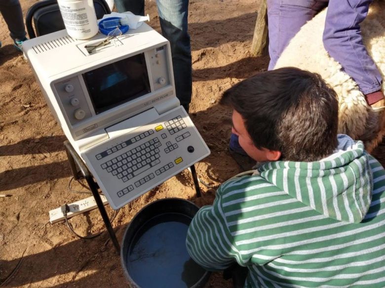 Con un implante que se coloca en las orejas de ovinos y caprinos logran mayor índice de preñez