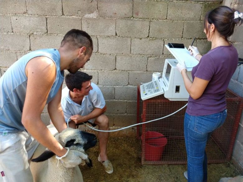 Con un implante que se coloca en las orejas de ovinos y caprinos logran mayor índice de preñez