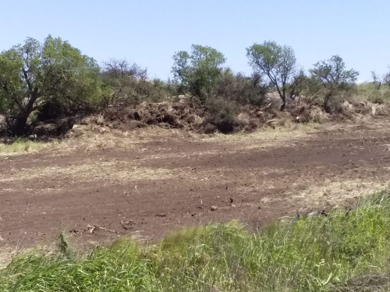 Denuncian que arrasaron con cinco hectáreas de monte nativo