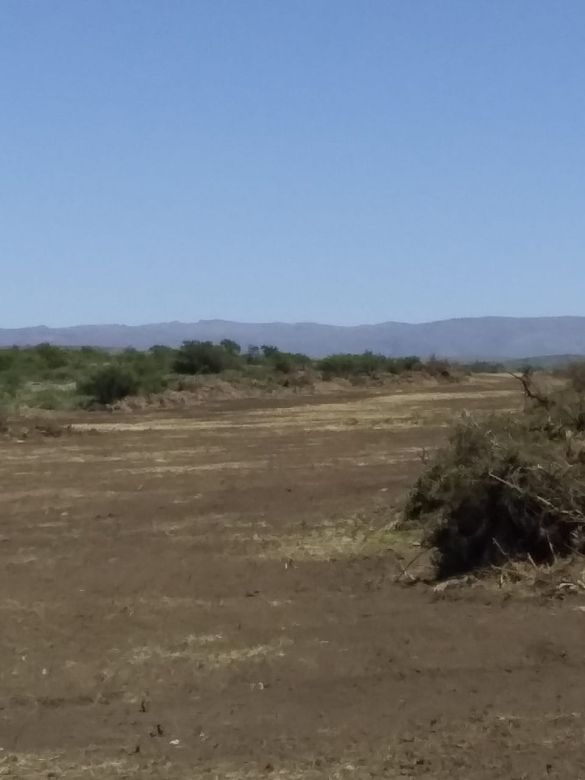 Denuncian que arrasaron con cinco hectáreas de monte nativo