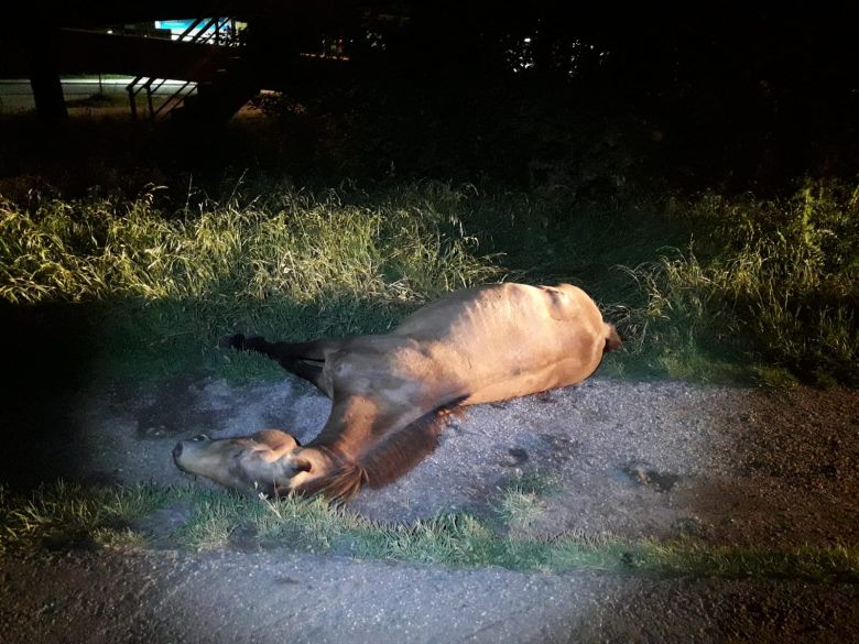 Grave accidente entre un colectivo y equinos en la ruta de la UNRC