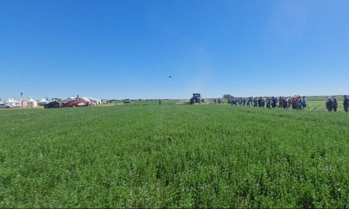 Logística y producción de la mano: San Luis apunta a generar divisas con la producción de alfalfa y volverse competitiva por su cercanía con el Pacifico a través del tren