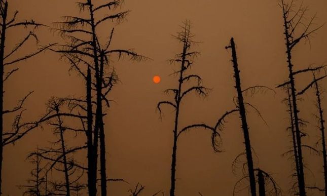 Récord de calor en el Ártico: se registró una temperatura superior a los 38 grados por primera vez en la historia