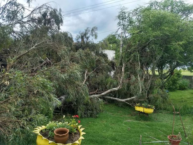 Nicolás Bruzzone: una tormenta en la madrugada causó importantes destrozos