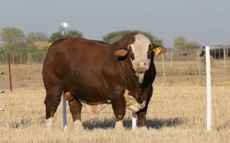 Un hombre murió golpeado por un toro en un campo de La Carlota