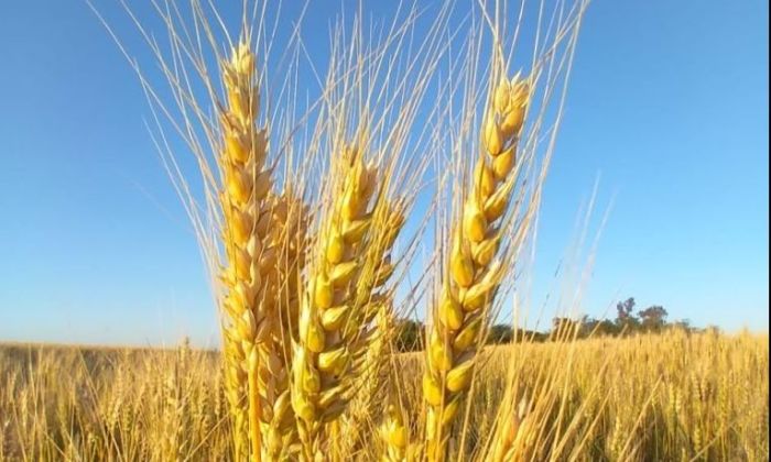 La Sociedad Rural Argentina rechaza la puesta en marcha de un fideicomiso que quiere crear el gobierno