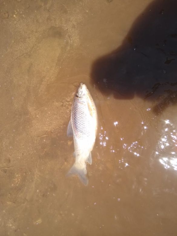 Denuncian gran cantidad de peces muertos en el Río Cuarto