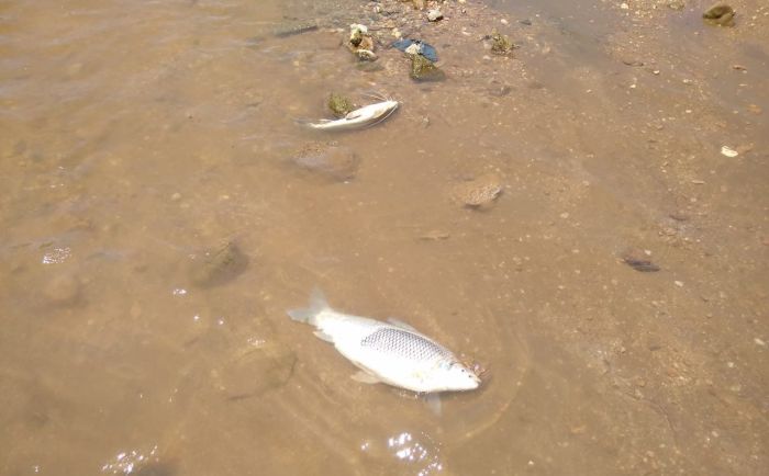 Denuncian gran cantidad de peces muertos en el Río Cuarto